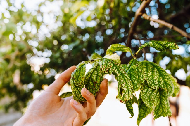 Planta enferma con ácaros