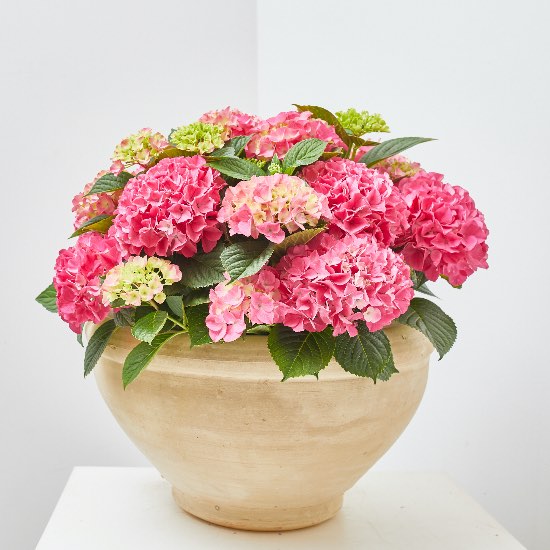 Hortensia en macetas