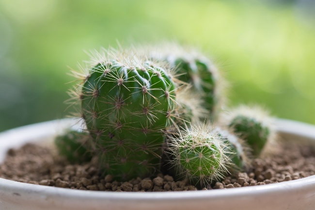 Cactus, una de las plantas más sostenibles