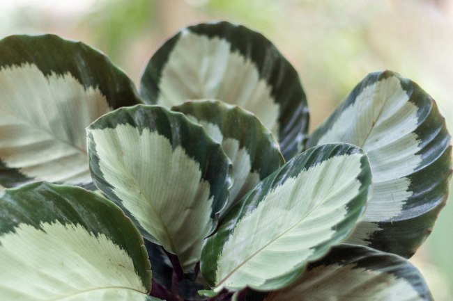 Calatheas, una de las plantas de interior eco friendly