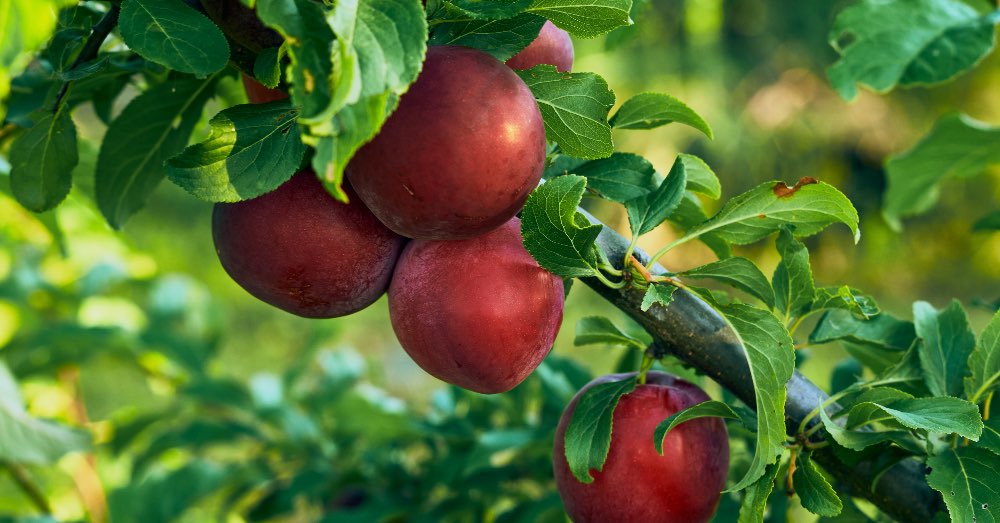 Cuidados anuales para los árboles frutales