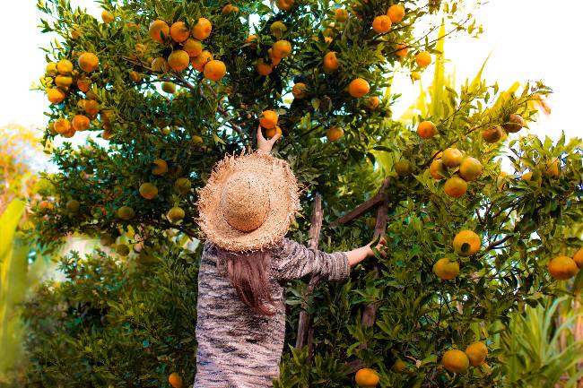 Recogida de frutas en verano