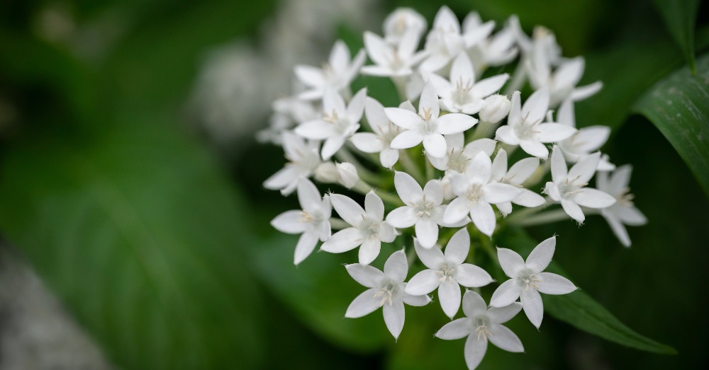 Cuidados de las Pentas lanceolata