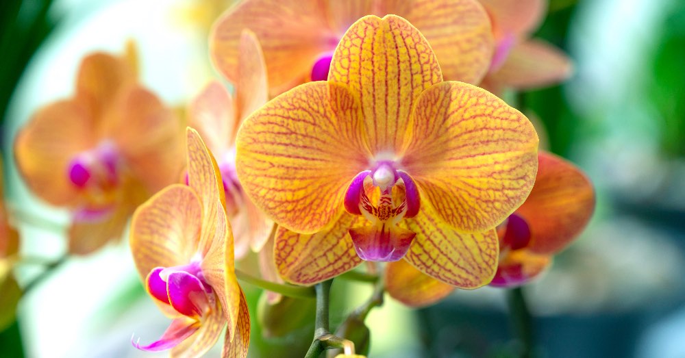 Cómo cultivar orquídeas en casa: qué debes saber