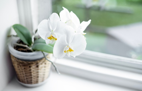 Tips para cultivar orquídeas