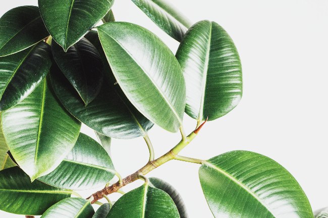 Ficus robusta, una de las plantas de interior eco friendly