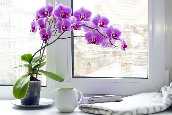 La luz, fundamental en cómo cultivar orquídeas en casa
