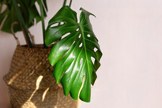 Monstera deliciosa, una preciosa planta de interior eco friendly
