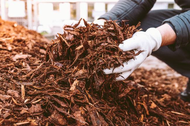 Mulching, una protección contra el frío