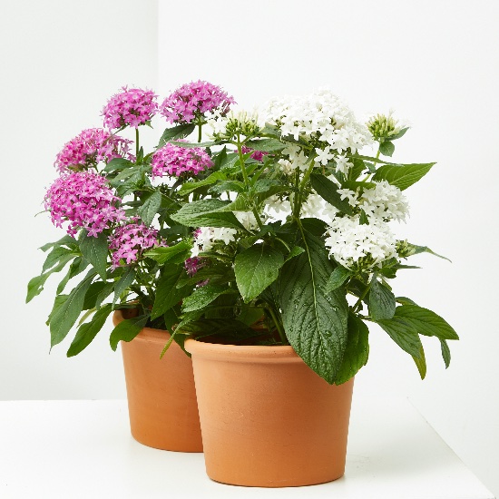 Pentas lanceolata en Verdecora