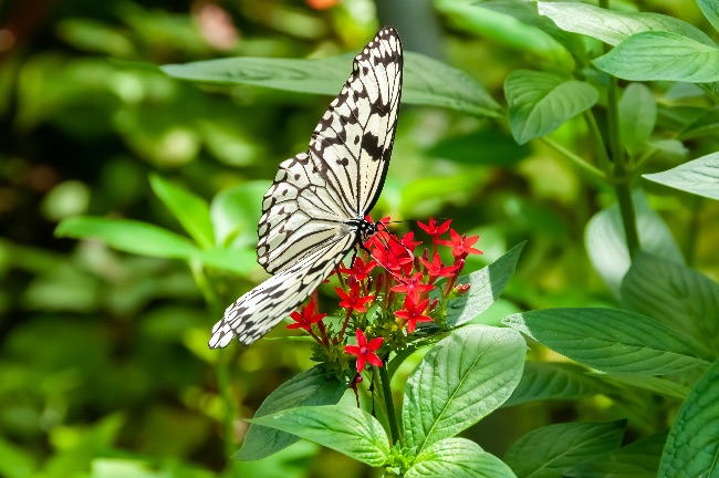 Mariposa sobre Pentas lanceolata