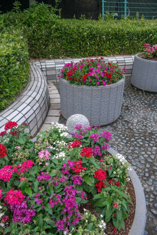 Parterre de Pentas lanceolata