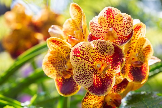 Orquídeas