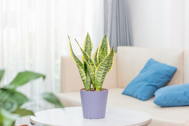 Sansevieria, una de las plantas de interior eco friendly más populares