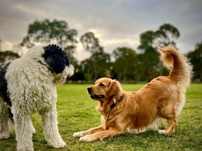 Socialización del perro