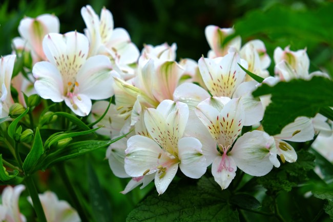 Alstroemeria, una de las flores duraderas para cementerio