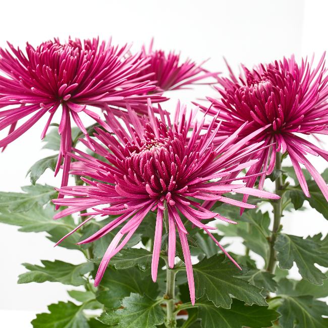 Crisantemos y Margaritas Los Santos