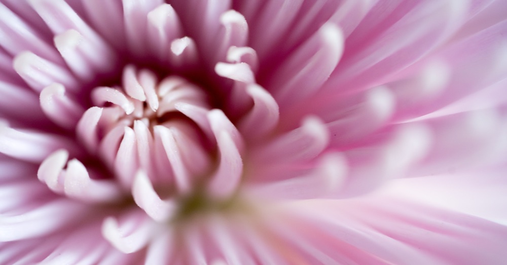 7 Flores para Todos Los Santos