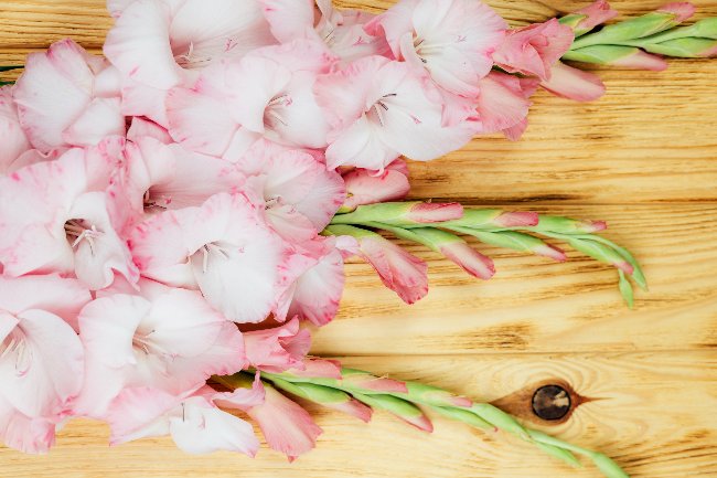 Gladiolos, flores resistentes para Todos Los Santos