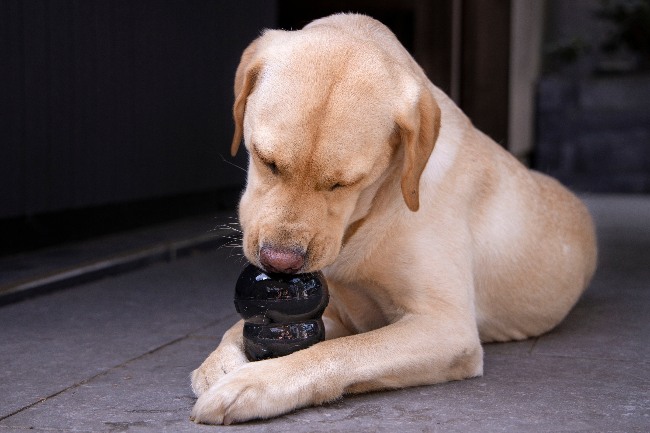 Juguetes inteligentes para perro