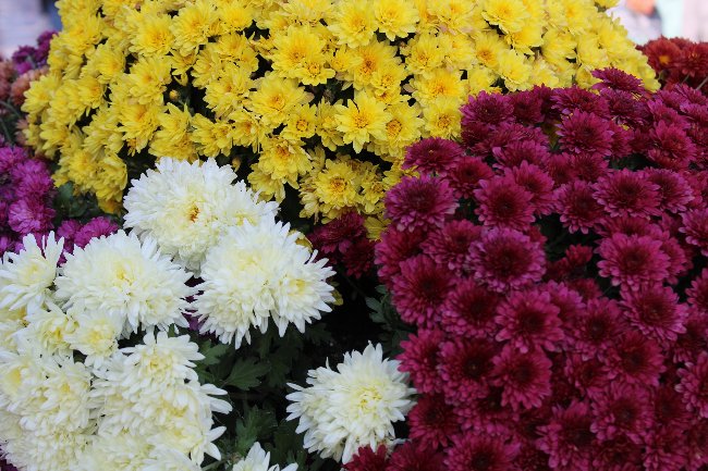 Margaritas, una de las flores resistentes para Todos Los Santos
