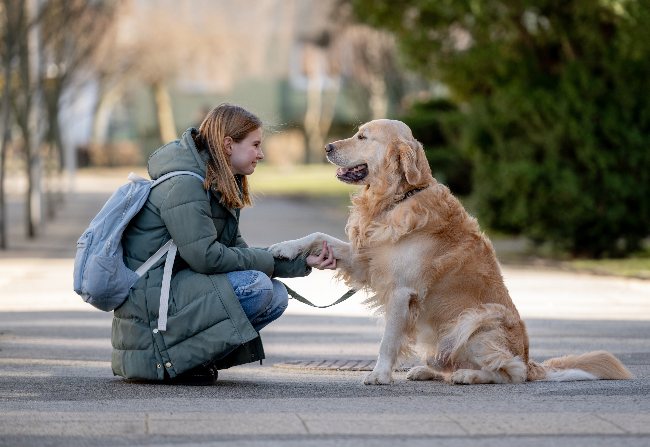 Cómo enseñar a un perro a dar la pata
