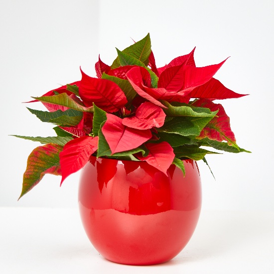 Flor de Pascua o Poinsettia en maceta
