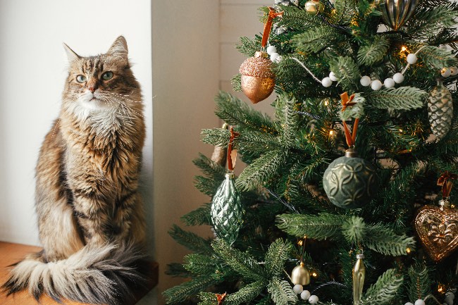 Árbol de Navidad para gatos