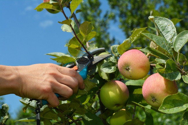 Cuándo podar frutales