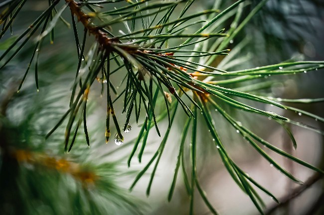 La humedad ambiental, clave en la salud del abeto de Navidad