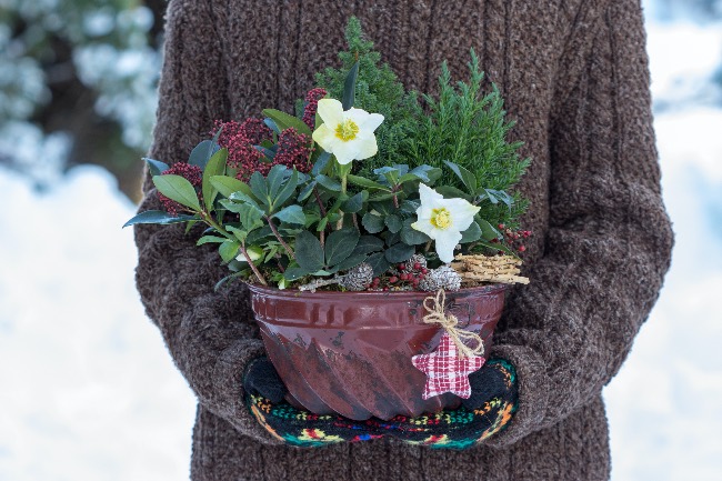 El riego de la rosa de Navidad