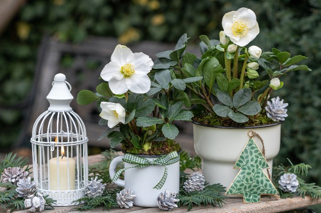 Qué necesita la rosa de Navidad