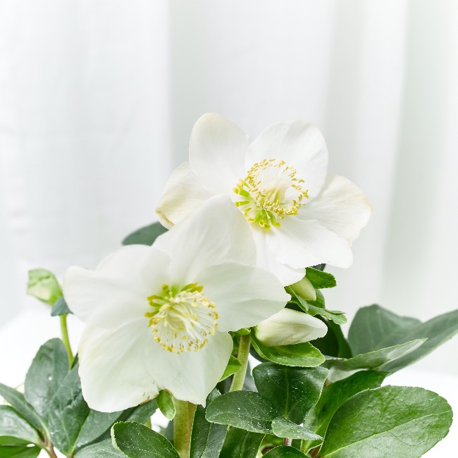 Flor de la rosa de Navidad