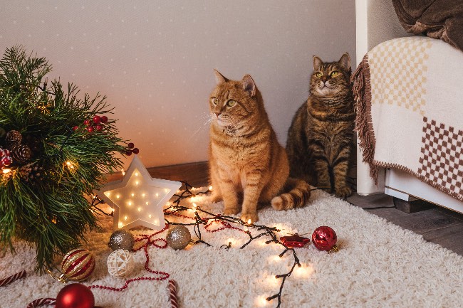 Por qué a los gatos les interesan los árboles de Navidad