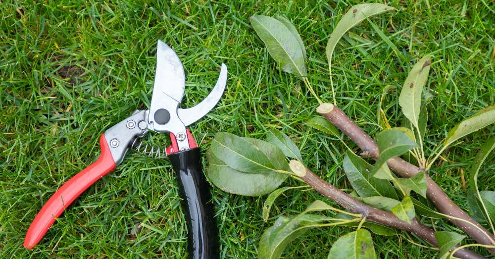 Guía estacional de poda