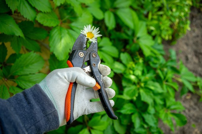 Podadoras para plantas