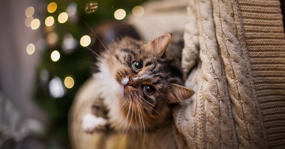 7 Ideas de árboles de Navidad a prueba de gatos