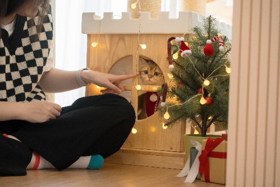 Una conífera enana, una gran opción de árbol de Navidad con gatos en casa