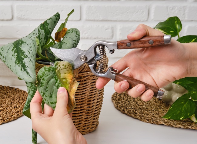Cuándo podar plantas de interior