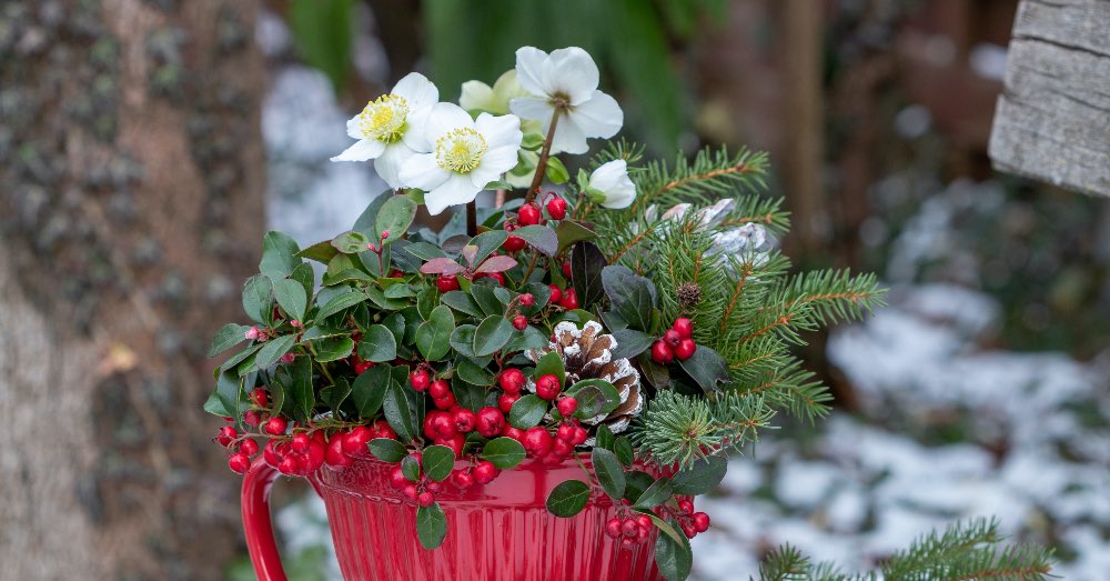 Cuidados de la rosa de Navidad o Helleborus Niger