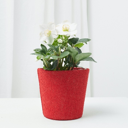 Rosa de Navidad en maceta