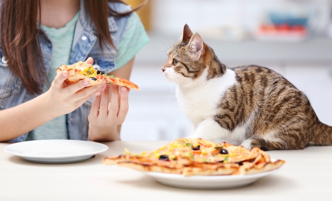 Alimentos mortales para gatos