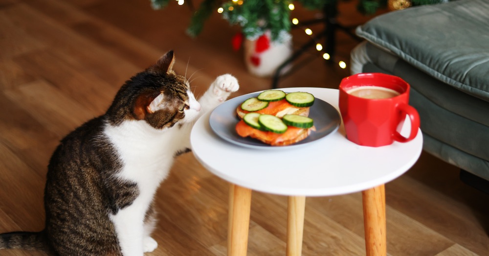 Alimentos tóxicos para gatos: qué no debes darle de comer a tu felino