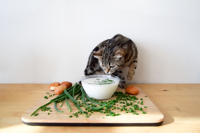 Qué alimentos son tóxicos para nuestros felinos