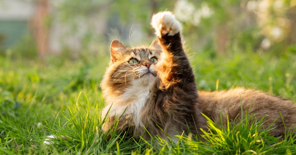 Cuánto vive un gato doméstico