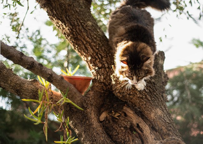 Cuántos años duran los gatos