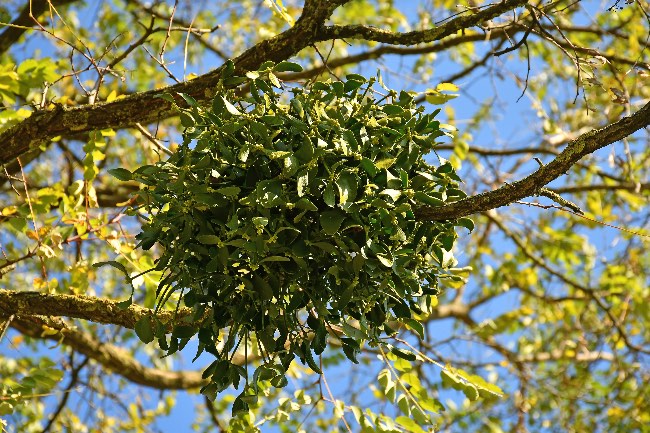 Planta de muérdago creciendo en un árbol