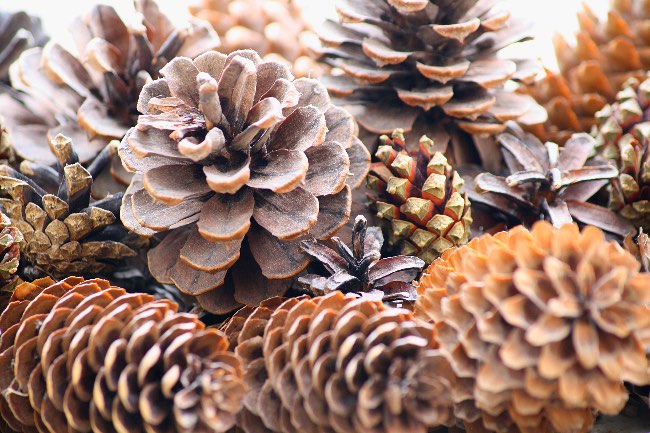 Piñas secas para la decoración de Navidad