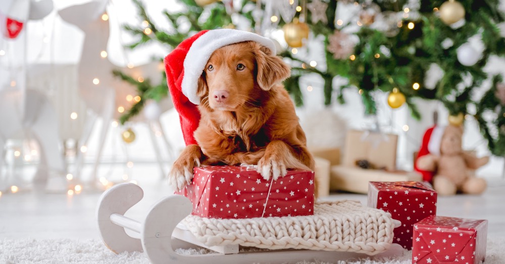 7 Regalos para perros en Navidad: cómo elegirlos y acertar