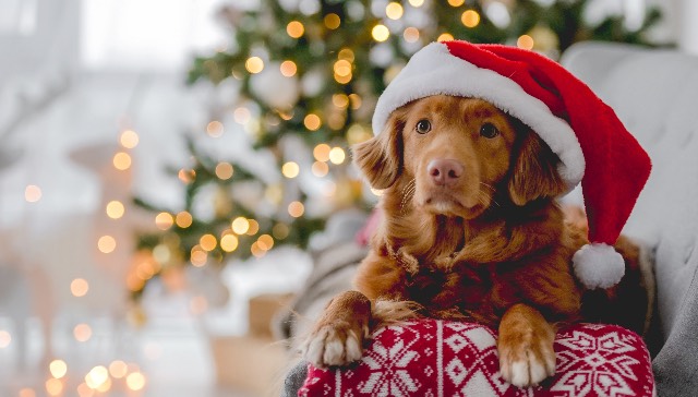 Ideas de regalo para perros en Reyes